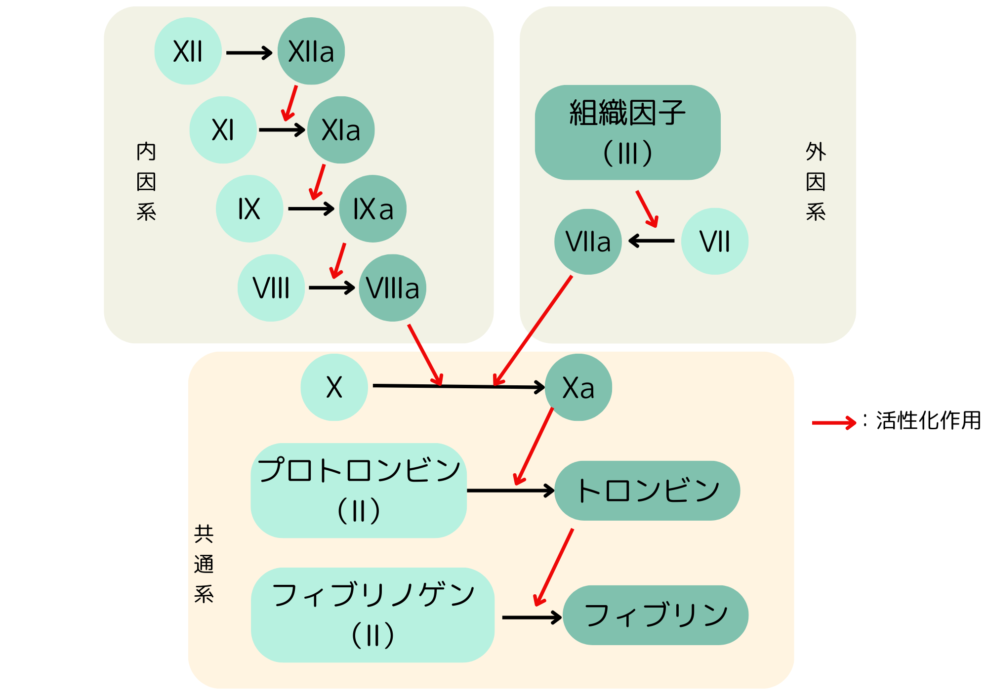 血液凝固カスケード