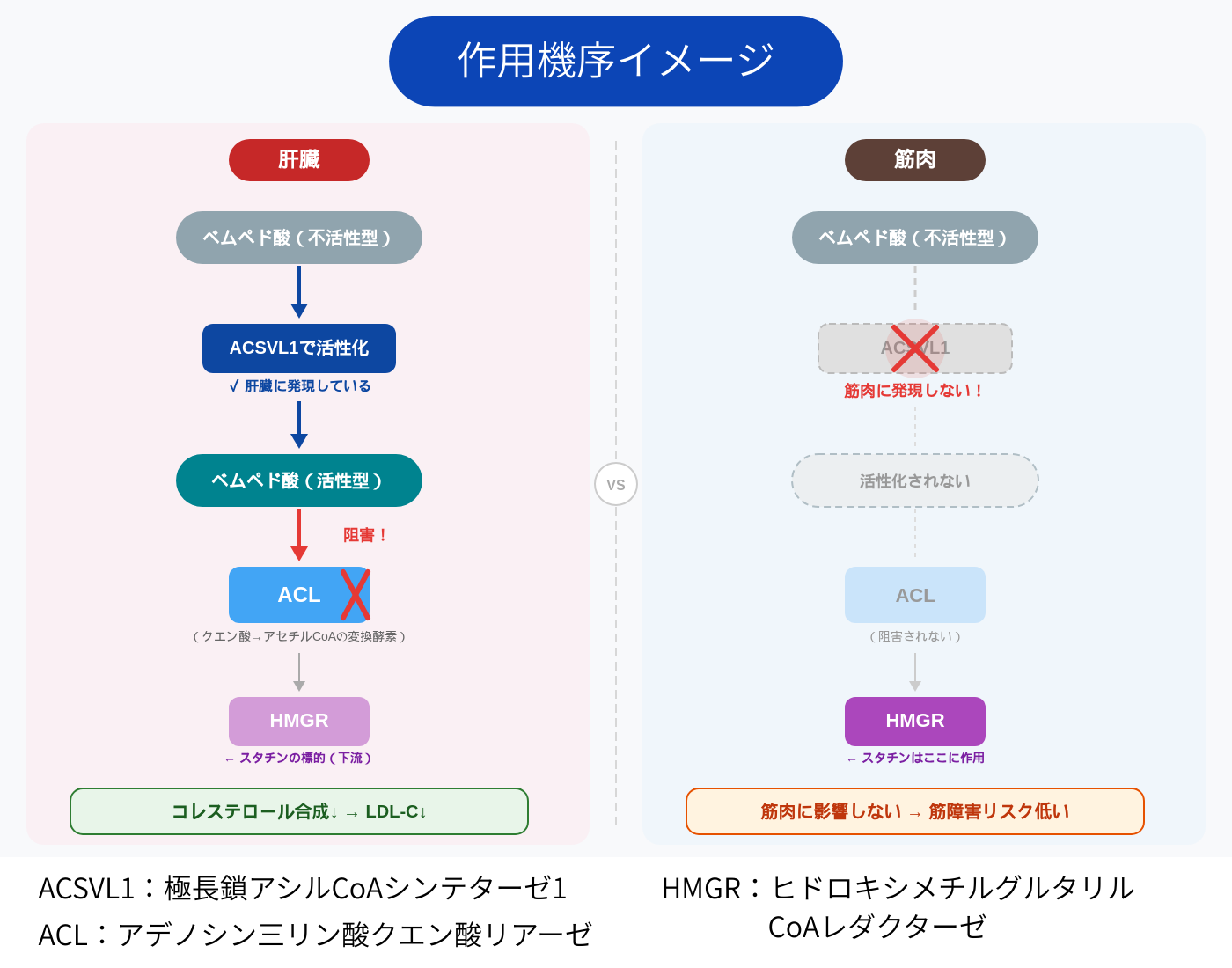 ネクセトール作用機序イメージ